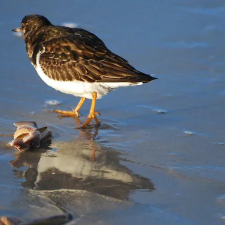 Idylle Aan Zee Incl 2 Wellnessstudios
