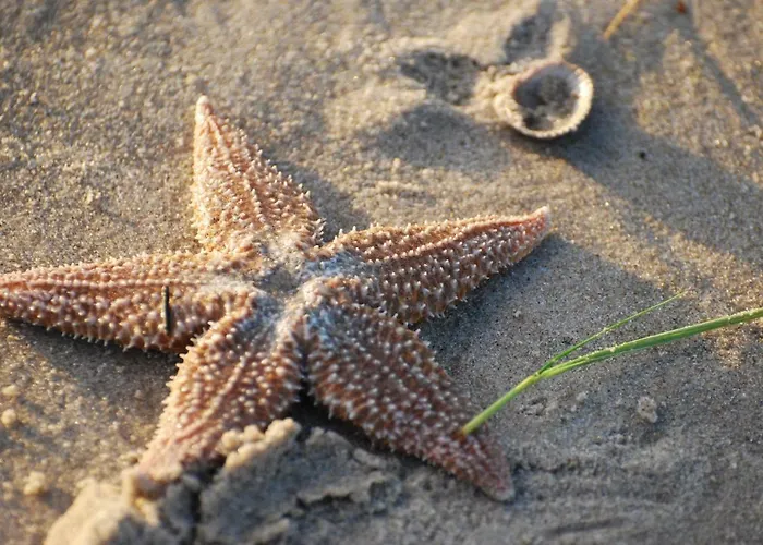 Idylle Aan Zee Incl 2 Wellnessstudios Sint Maartensvlotbrug